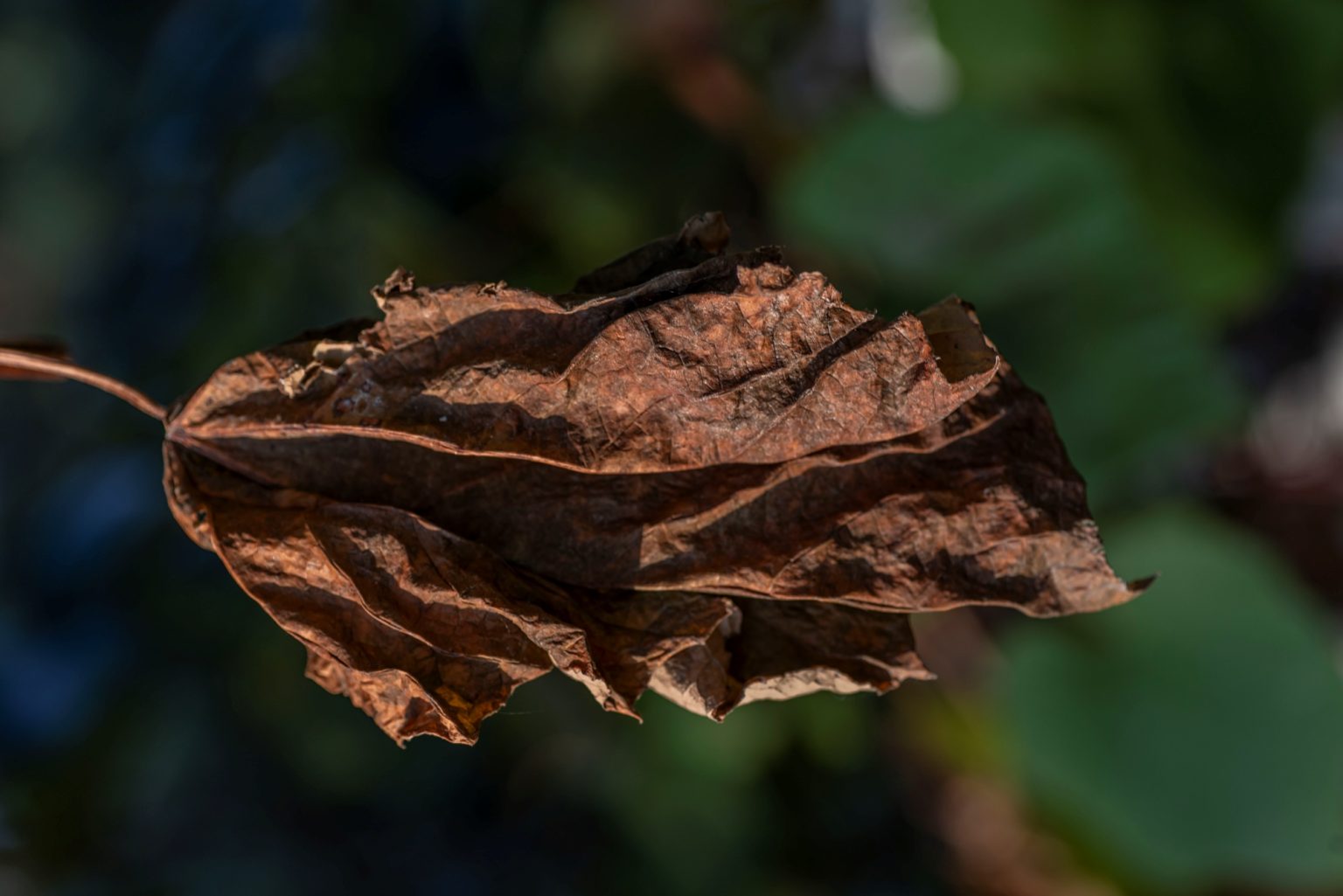 Batch Nikon D750 Tamron 90 Macro ncd1342