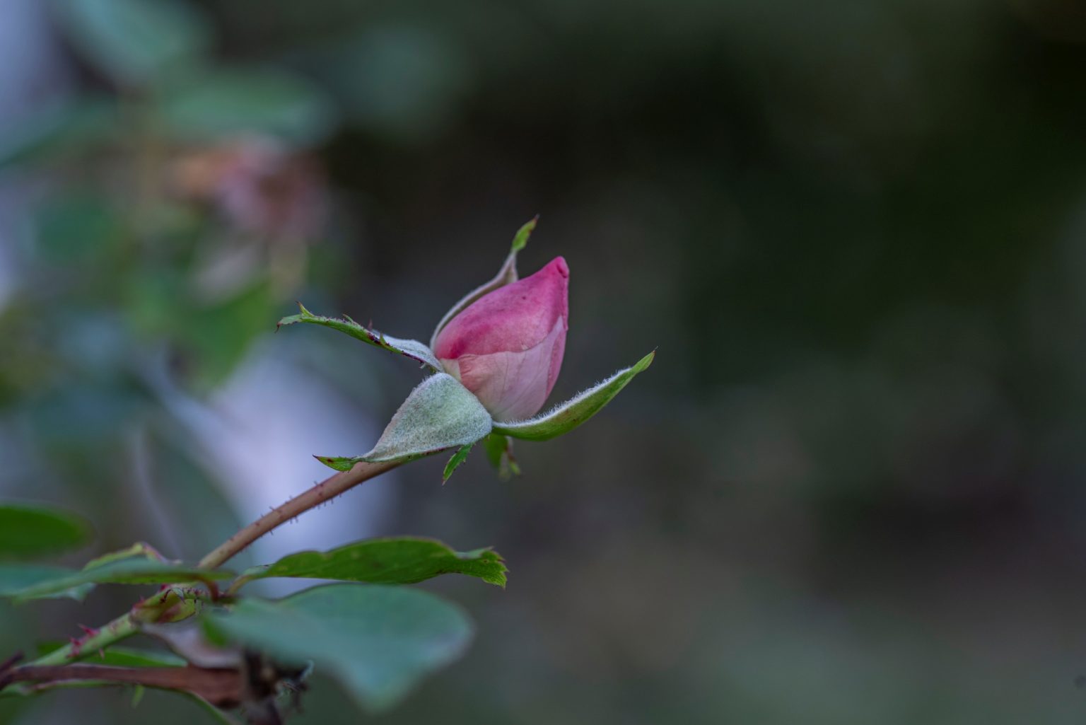 Batch Nikon D750 Tamron 90 Macro ncd1344