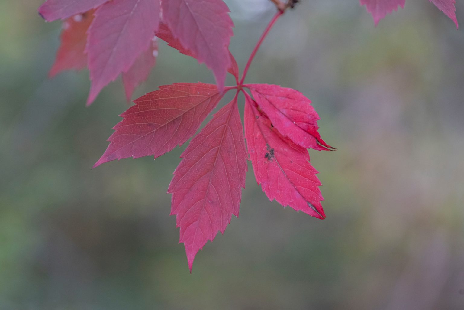 Batch Nikon D750 Tamron 90 Macro ncd1345