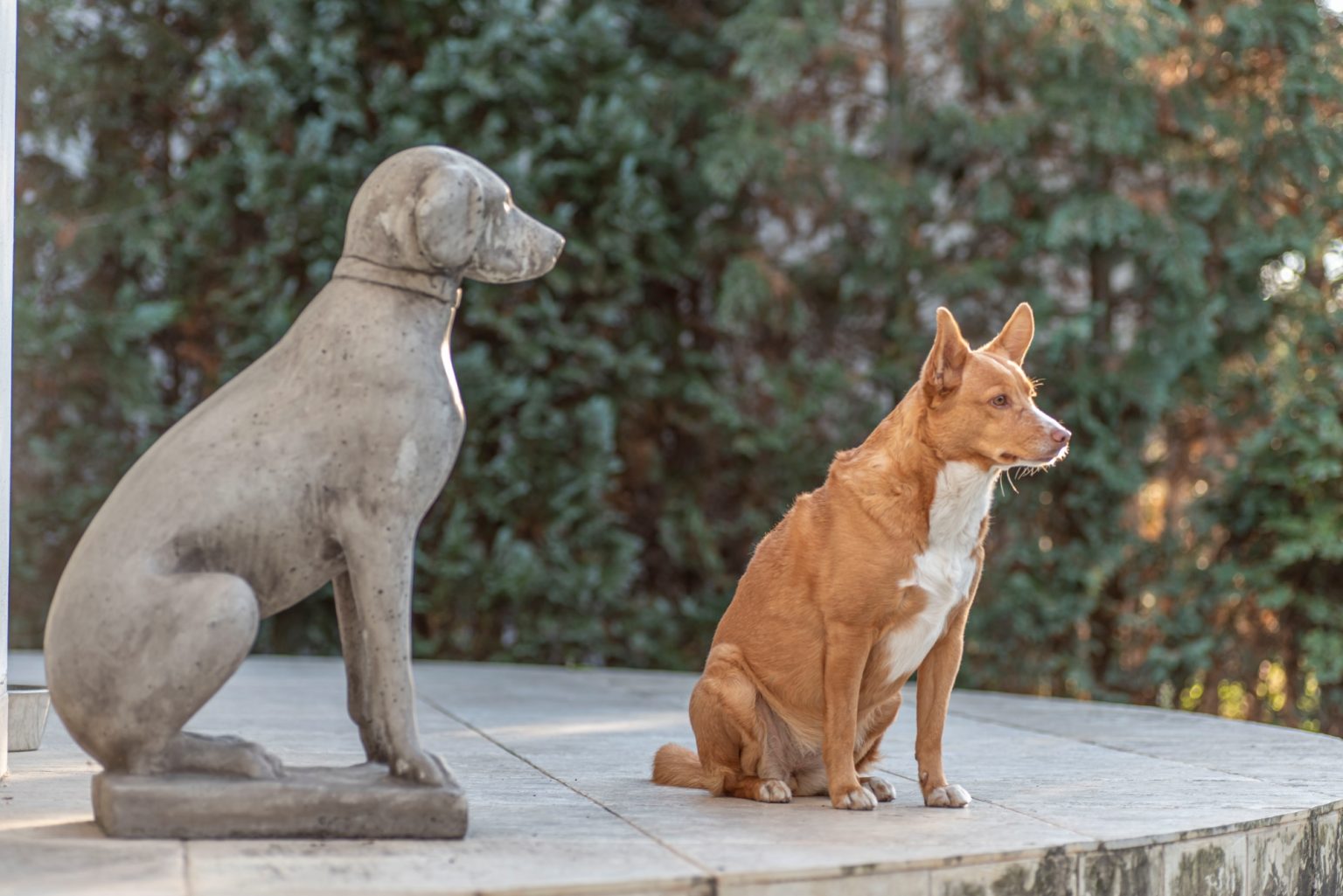 Batch Nikon D750 Tamron 90 Macro ncd1350