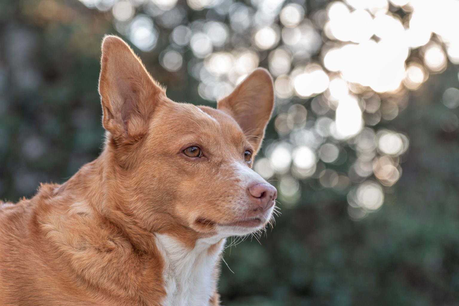 Batch Nikon D750 Tamron 90 Macro ncd1376