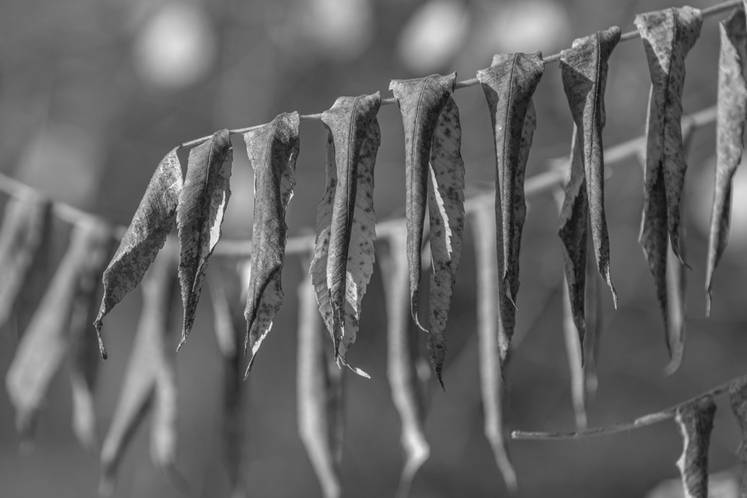 Batch Pentax K3 III Monochrome Pen5692 Batch pentax k3 iii monochrome pen5692