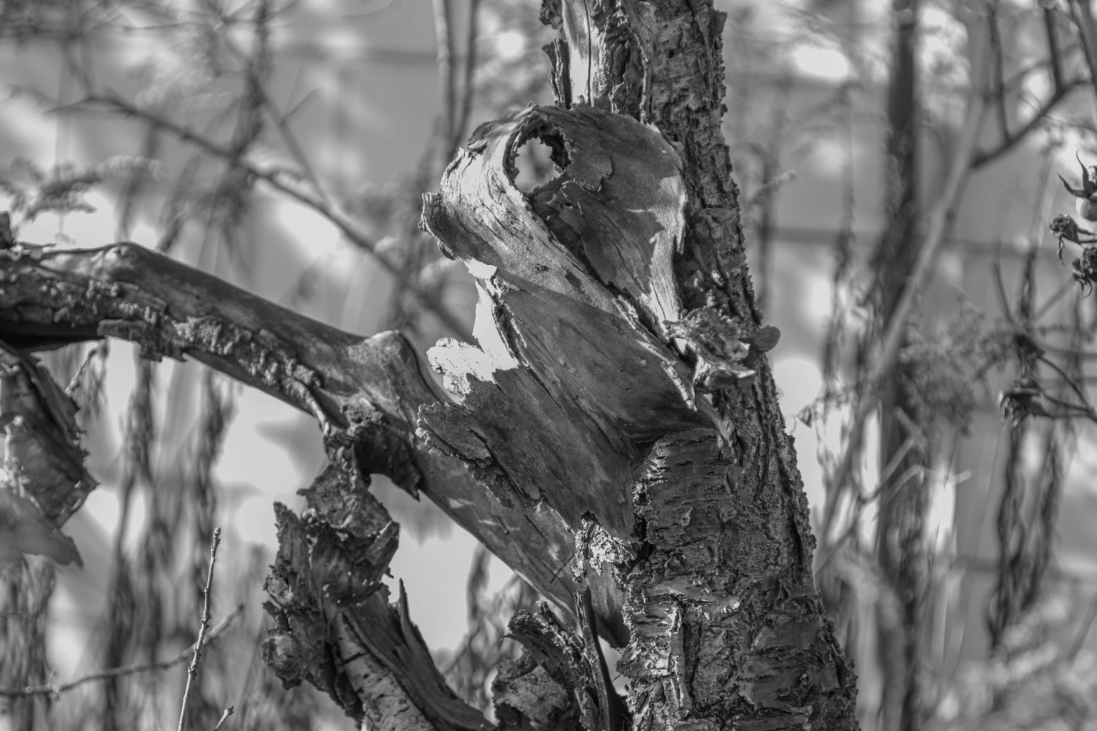 Batch Pentax K3 III Monochrome Pen5748 Batch pentax k3 iii monochrome pen5748