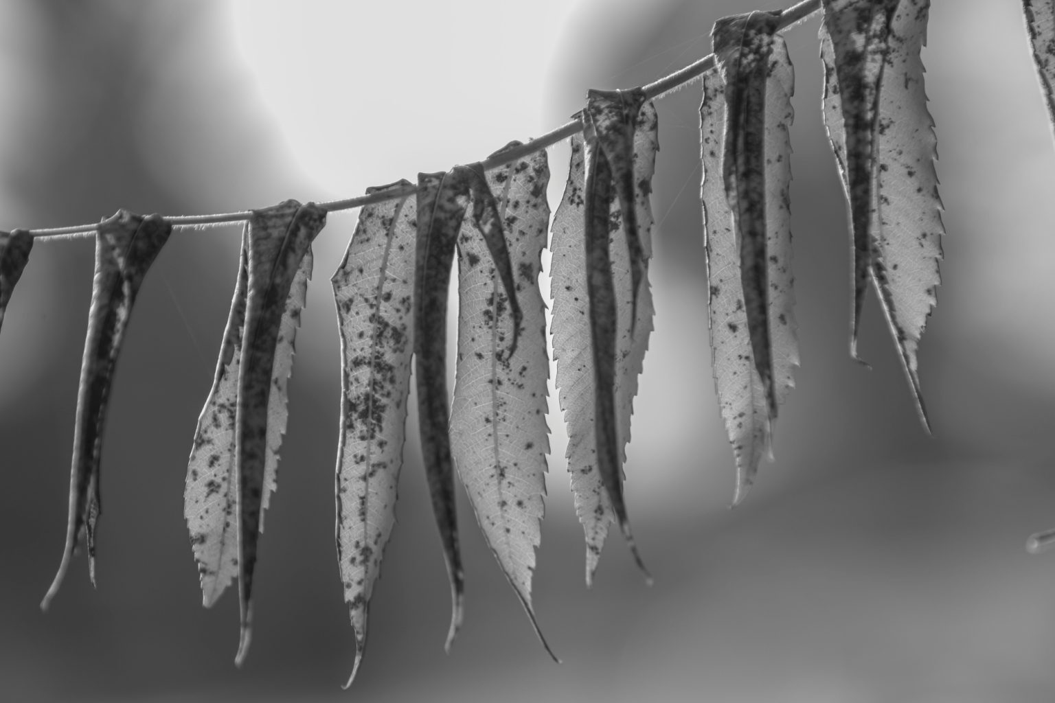 Batch Pentax K3 III Monochrome Pen5753 Batch pentax k3 iii monochrome pen5753