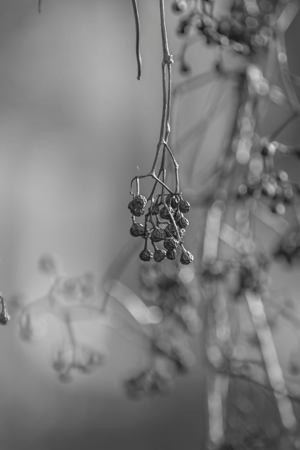 Batch Pentax K3 III Monochrome Pen5774 Batch pentax k3 iii monochrome pen5774