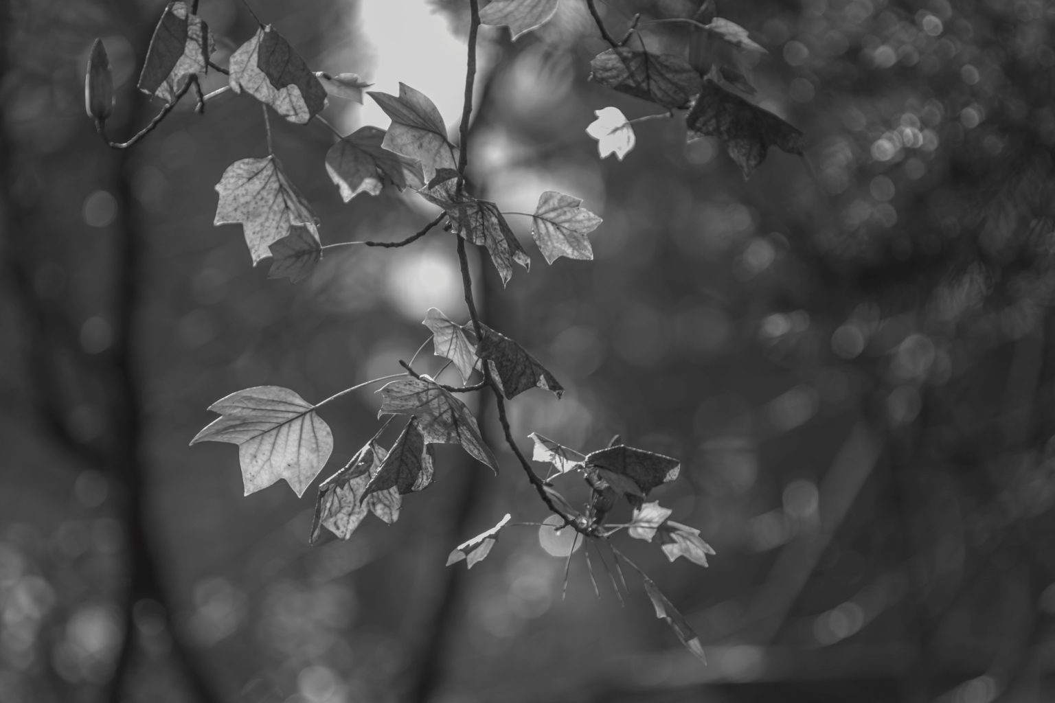 Batch Pentax K3 III Monochrome Pen5841 Batch pentax k3 iii monochrome pen5841