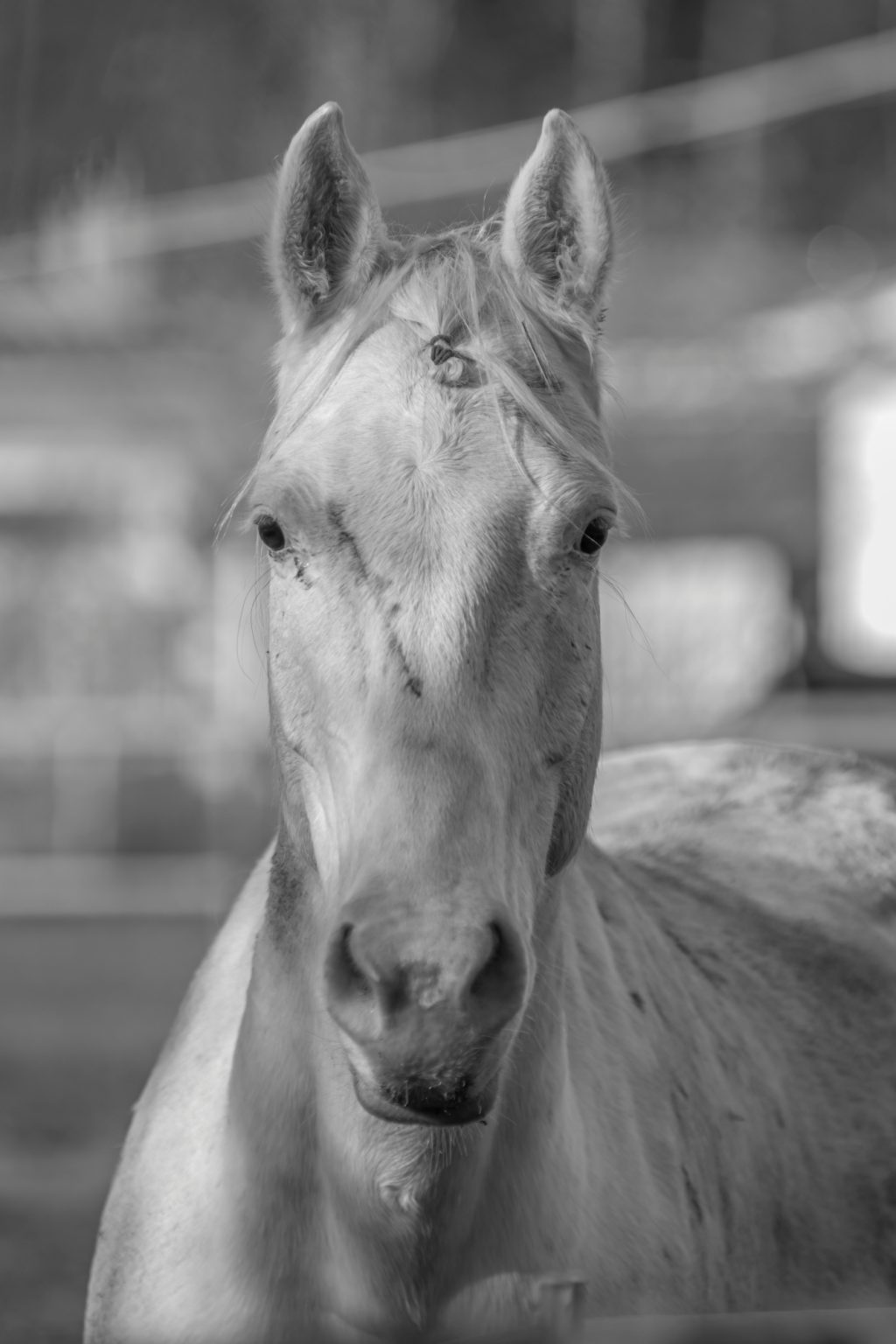 Batch Pentax K3 III Monochrome Pen5904 Batch pentax k3 iii monochrome pen5904