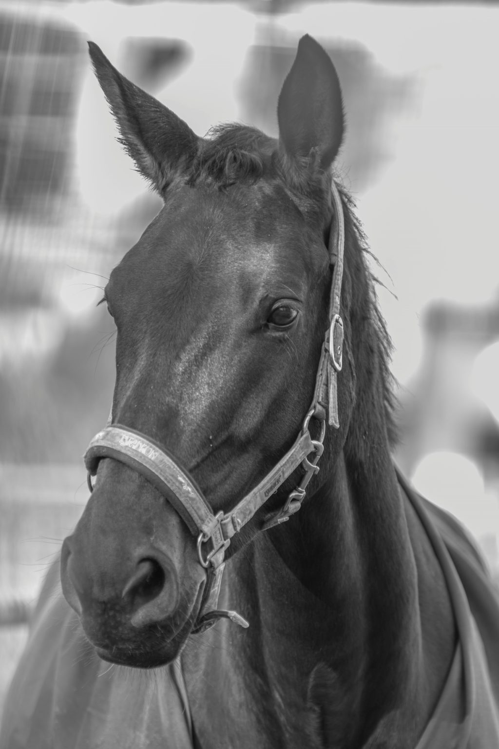 Batch Pentax K3 III Monochrome Pen5931 Batch pentax k3 iii monochrome pen5931