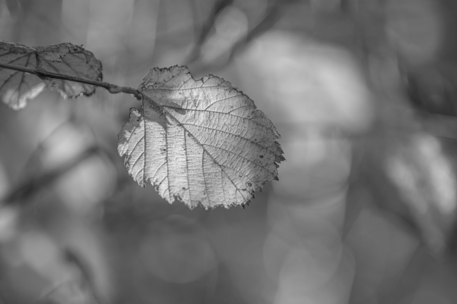 Batch Pentax K3 III Monochrome Pen5940 Batch pentax k3 iii monochrome pen5940