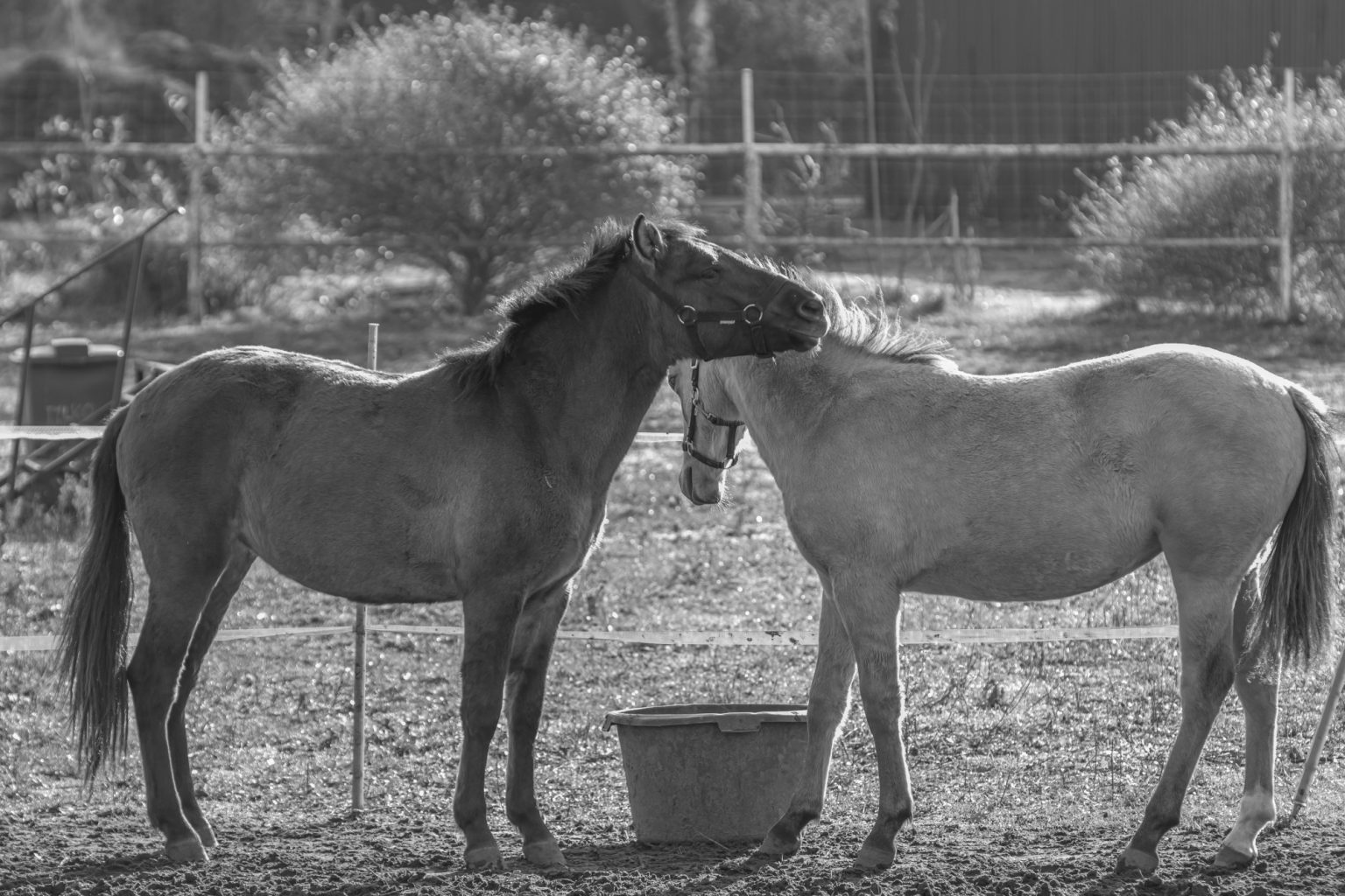 Batch Pentax K3 III Monochrome Pen6030 Batch pentax k3 iii monochrome pen6030