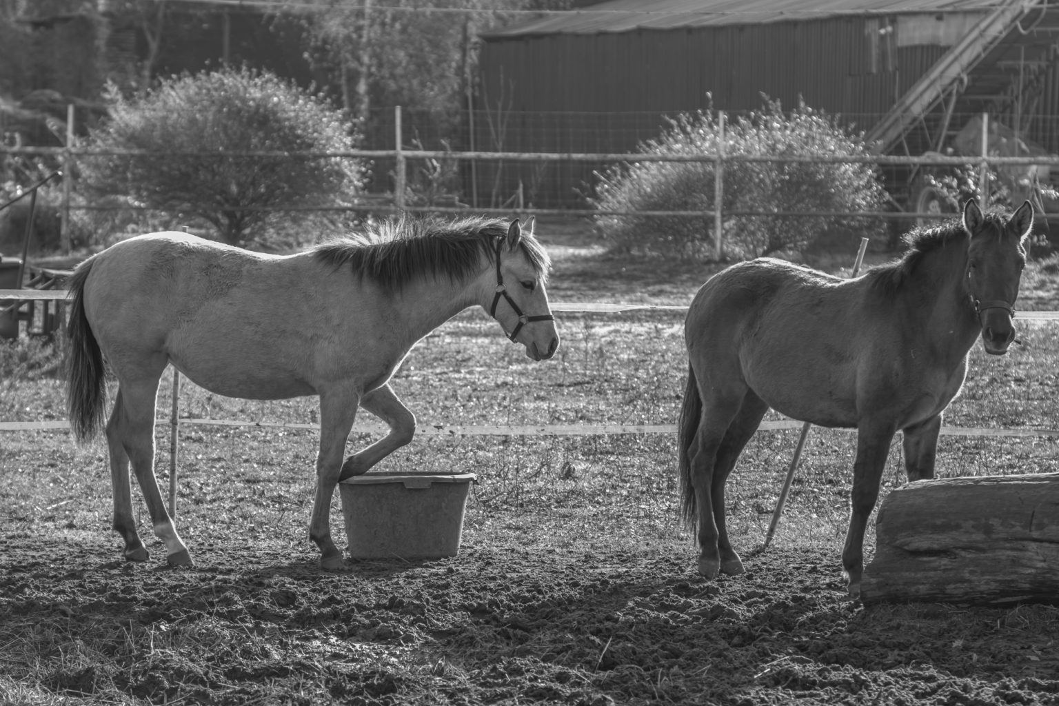 Batch Pentax K3 III Monochrome Pen6052 Batch pentax k3 iii monochrome pen6052