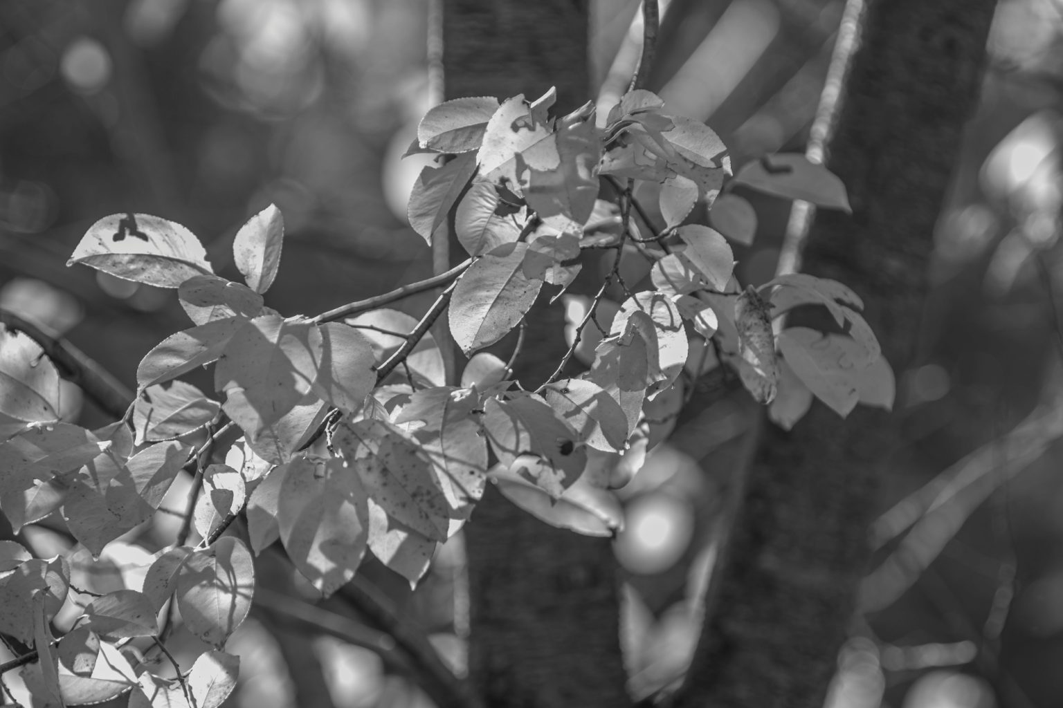 Batch Pentax K3 III Monochrome Pen6091 Batch pentax k3 iii monochrome pen6091