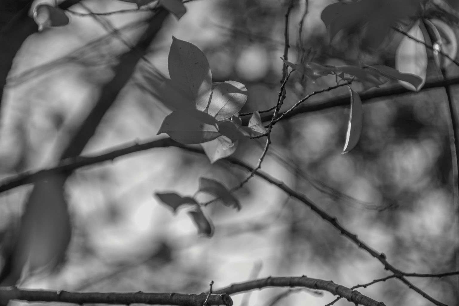 Batch Pentax K3 III Monochrome Pen6097 Batch pentax k3 iii monochrome pen6097