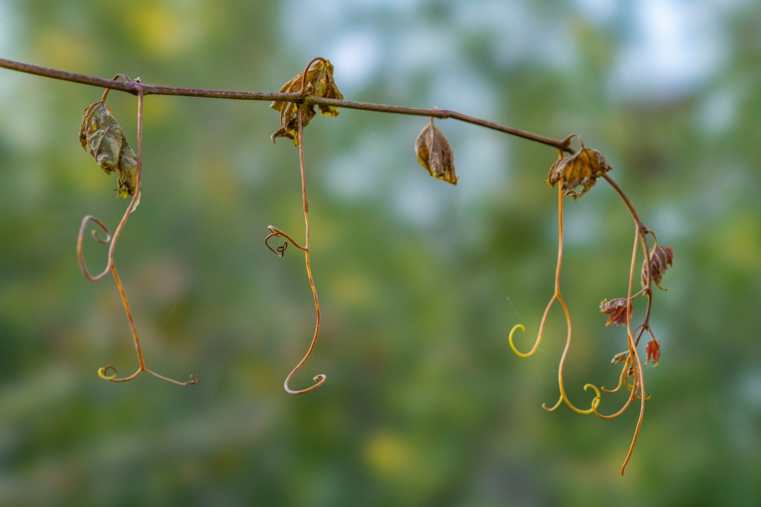 Batch Sony 100 STF Dsc9766 Batch sony 100 stf dsc9766