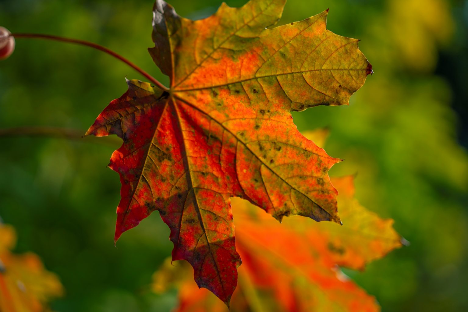 Batch Sony FE 100mm F2.8 STF Sony A7RV Dsc9936 Batch sony fe 100mm f2.8 stf sony a7rv dsc9936