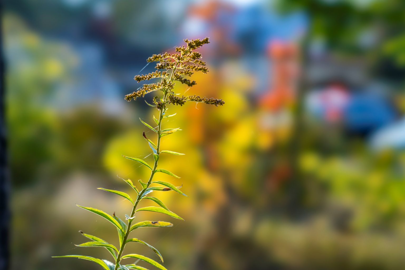 Batch Sony FE 100mm F2.8 STF Dsc0012 Batch sony fe 100mm f2.8 stf dsc0012