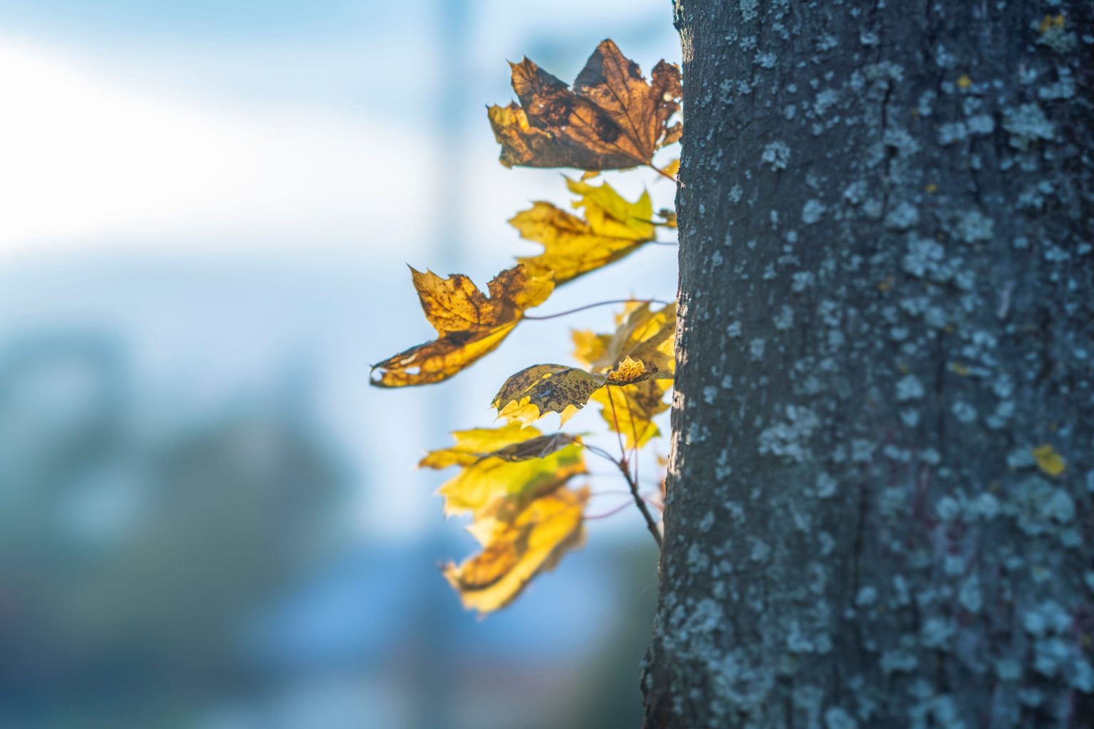 Batch Sony FE 100mm F2.8 STF Dsc0013 Batch sony fe 100mm f2.8 stf dsc0013