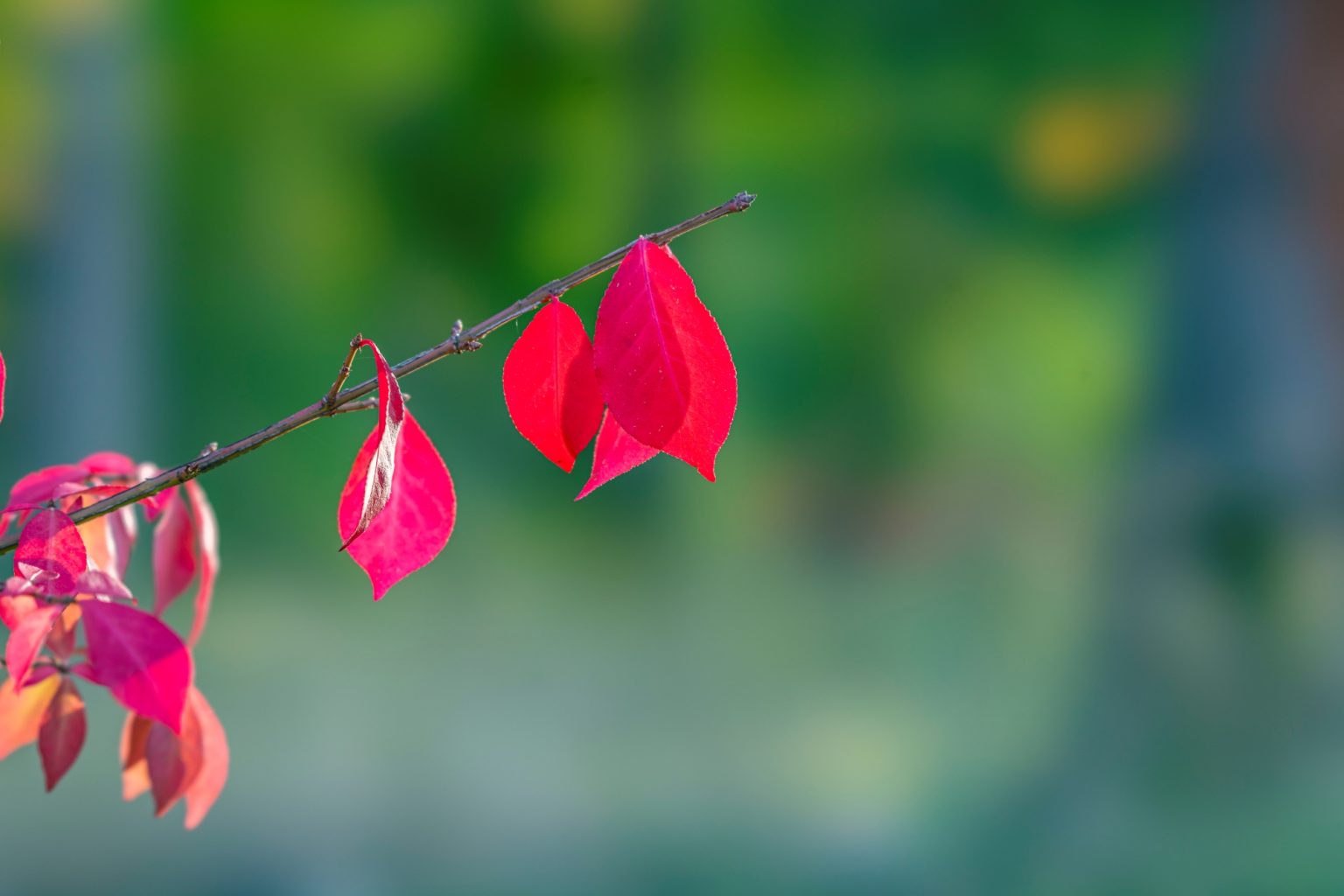 Batch Sony FE 100mm F2.8 STF Dsc0020 Batch sony fe 100mm f2.8 stf dsc0020