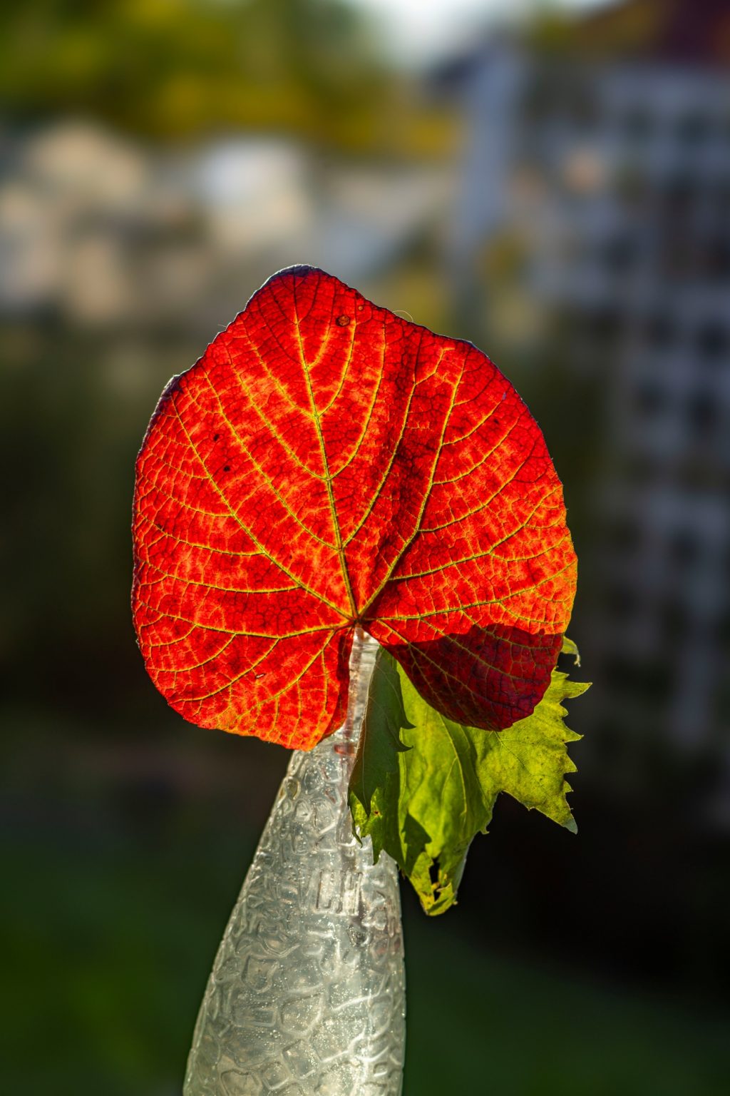 Batch Sony FE 100mm F2.8 STF Dsc9746 Batch sony fe 100mm f2.8 stf dsc9746