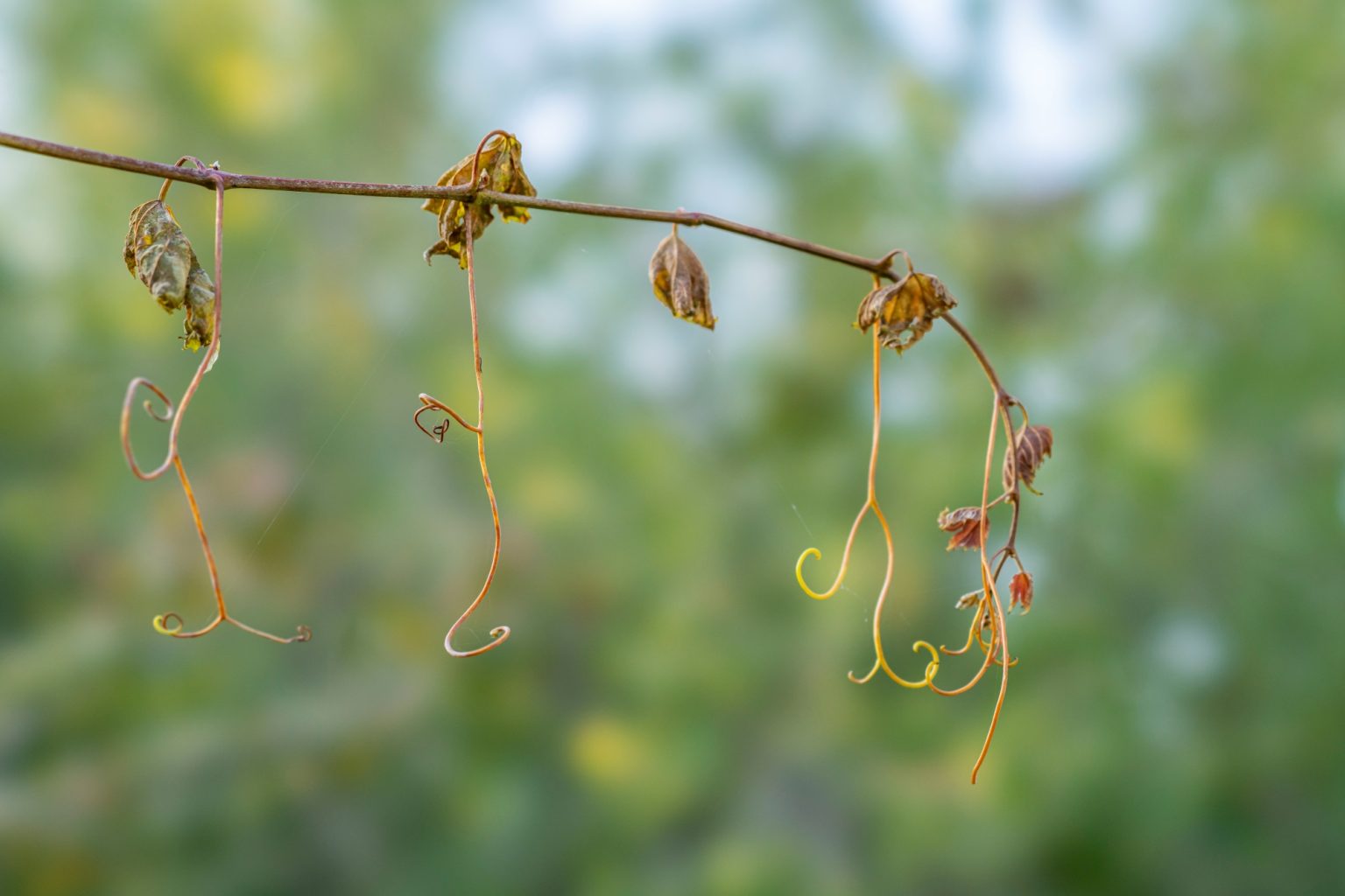 Batch Sony FE 100mm F2.8 STF Dsc9766 Batch sony fe 100mm f2.8 stf dsc9766