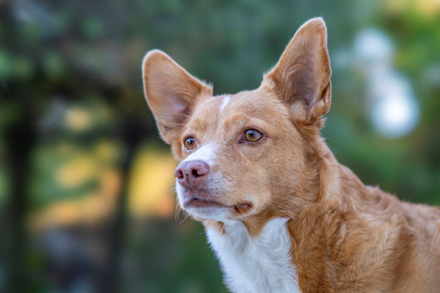 Batch Sony FE 100mm F2.8 STF Dsc9809 Batch sony fe 100mm f2.8 stf dsc9809