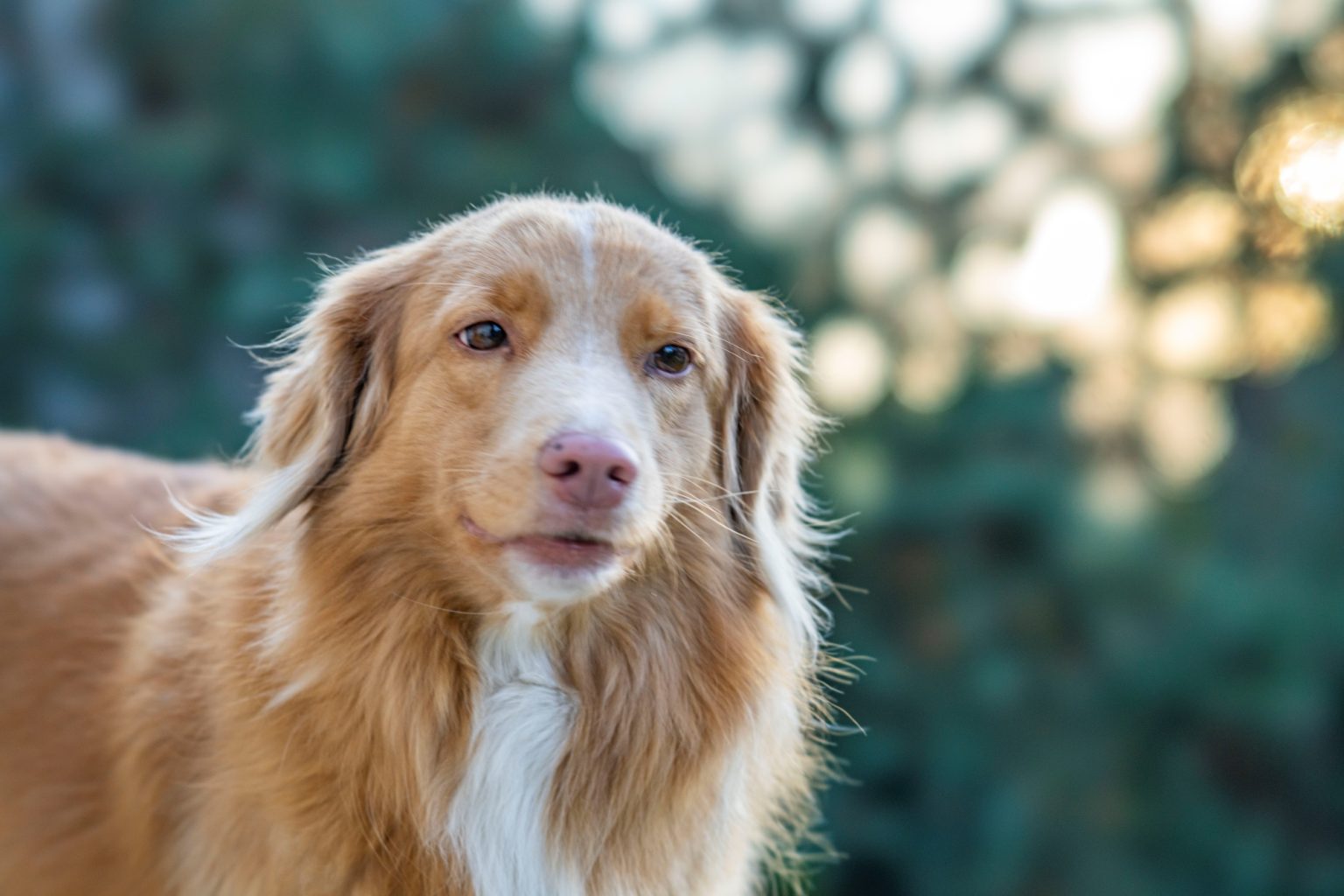 Batch Sony FE 100mm F2.8 STF Dsc9861 Batch sony fe 100mm f2.8 stf dsc9861