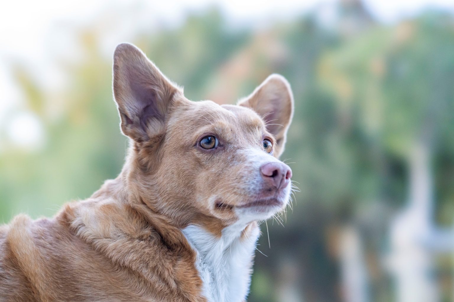 Batch Sony FE 100mm F2.8 STF Dsc9901 Batch sony fe 100mm f2.8 stf dsc9901