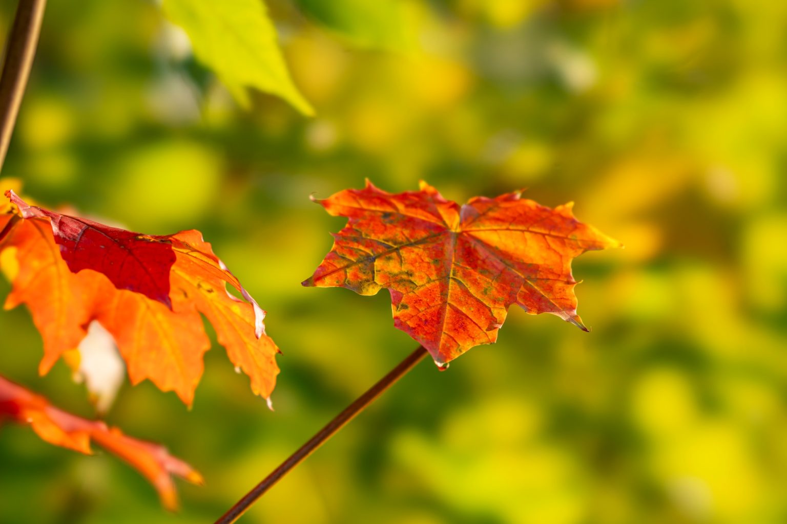 Batch Sony FE 100mm F2.8 STF Dsc9969 Batch sony fe 100mm f2.8 stf dsc9969