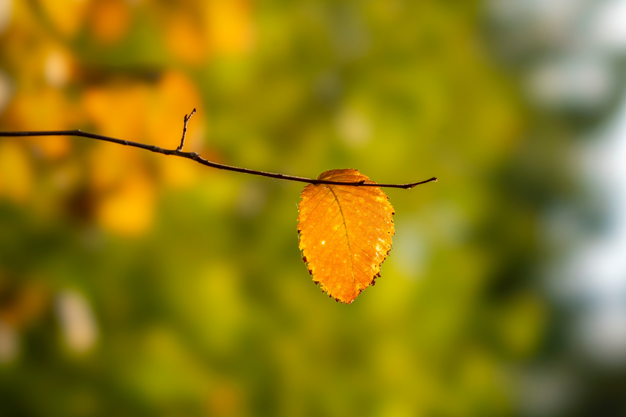 sony-fe-100mm-f2-8-stf-gm-oss-recenzja 8