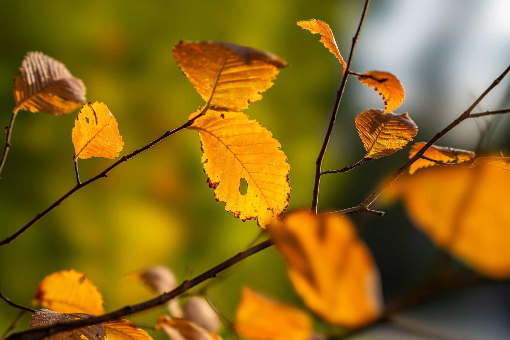 sony-fe-100mm-f2-8-stf-gm-oss-recenzja 9