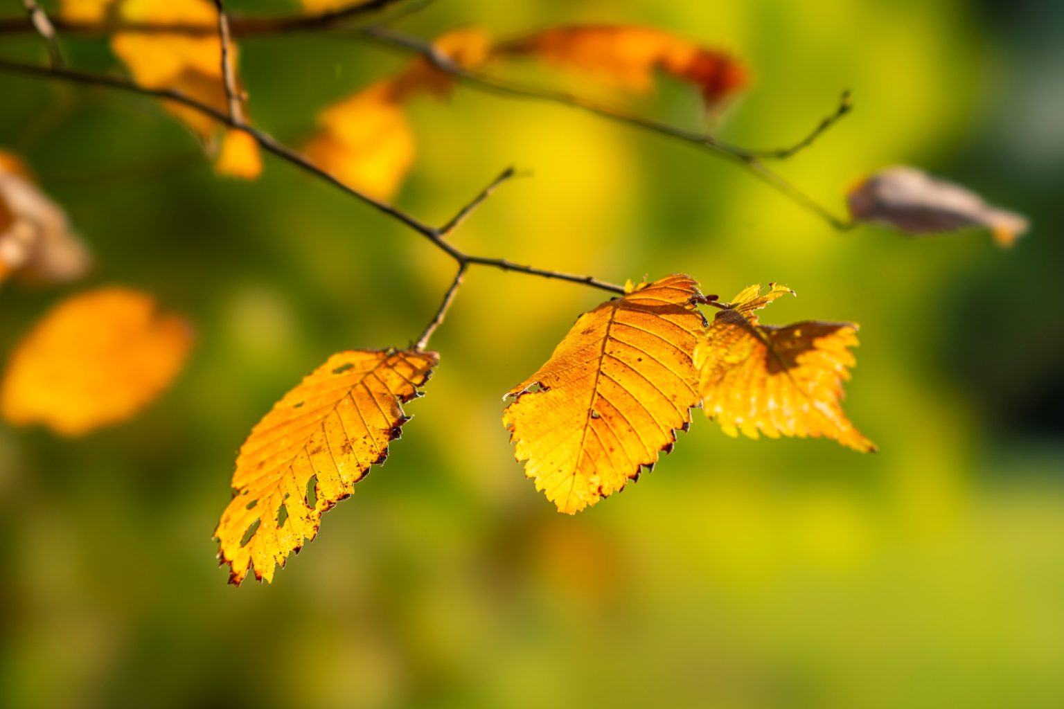 Batch Sony FE 100mm F2.8 STF Dsc9980 Batch sony fe 100mm f2.8 stf dsc9980