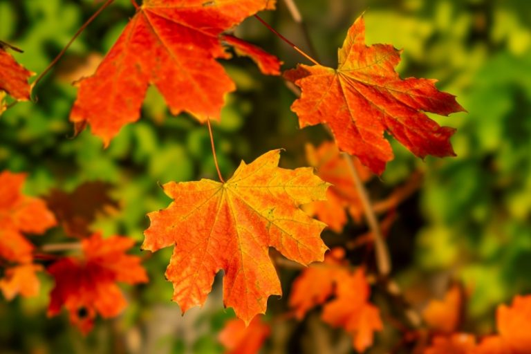 sony-fe-100mm-f2-8-stf-gm-oss-recenzja