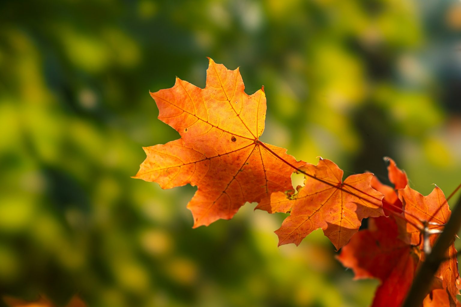 Batch Sony FE 100mm F2.8 STF Dsc9983 Batch sony fe 100mm f2.8 stf dsc9983