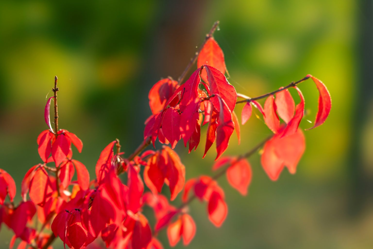 Batch Sony FE 100mm F2.8 STF Dsc9984 Batch sony fe 100mm f2.8 stf dsc9984