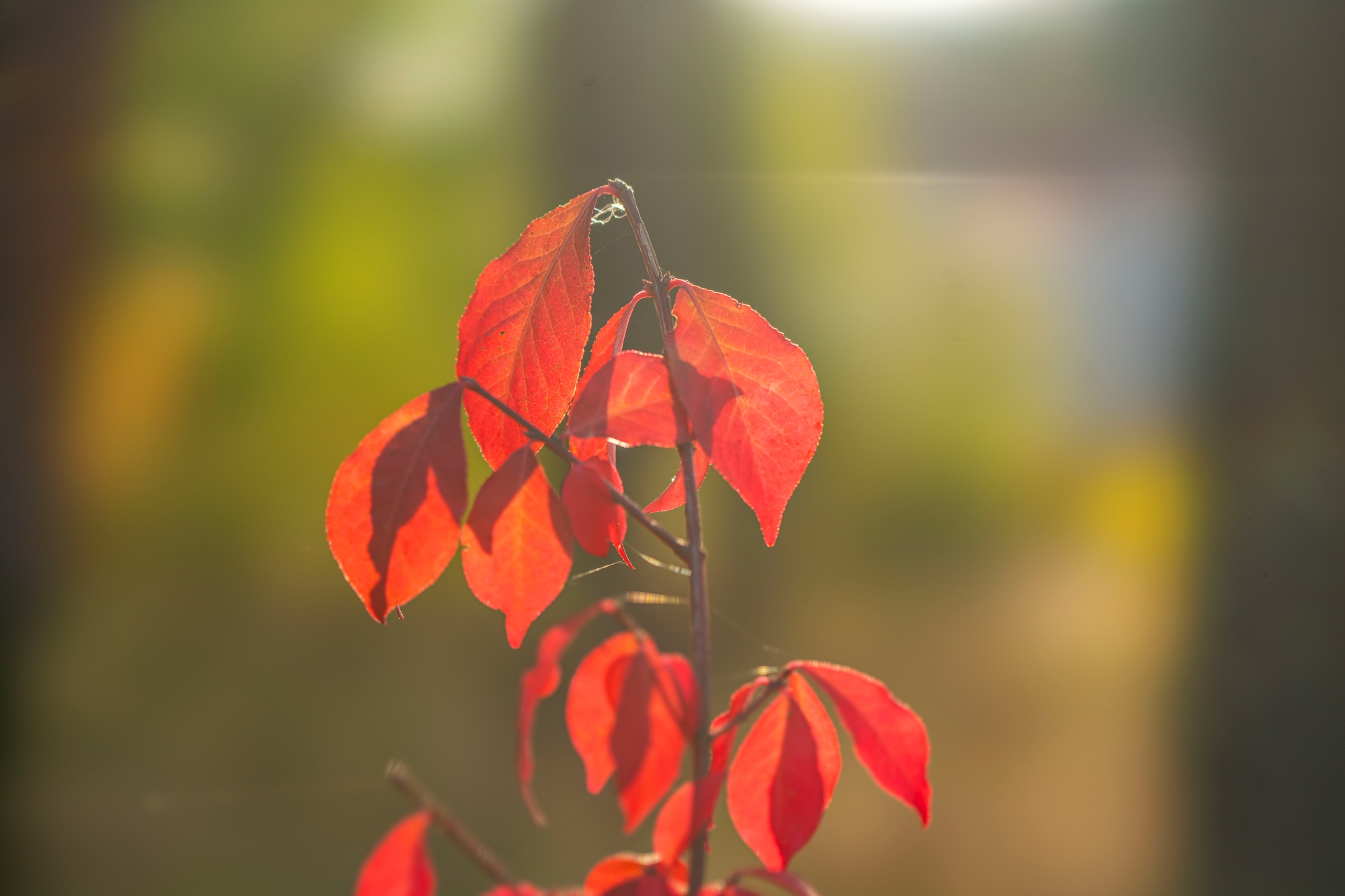 sony-fe-100mm-f2-8-stf-gm-oss-recenzja 10