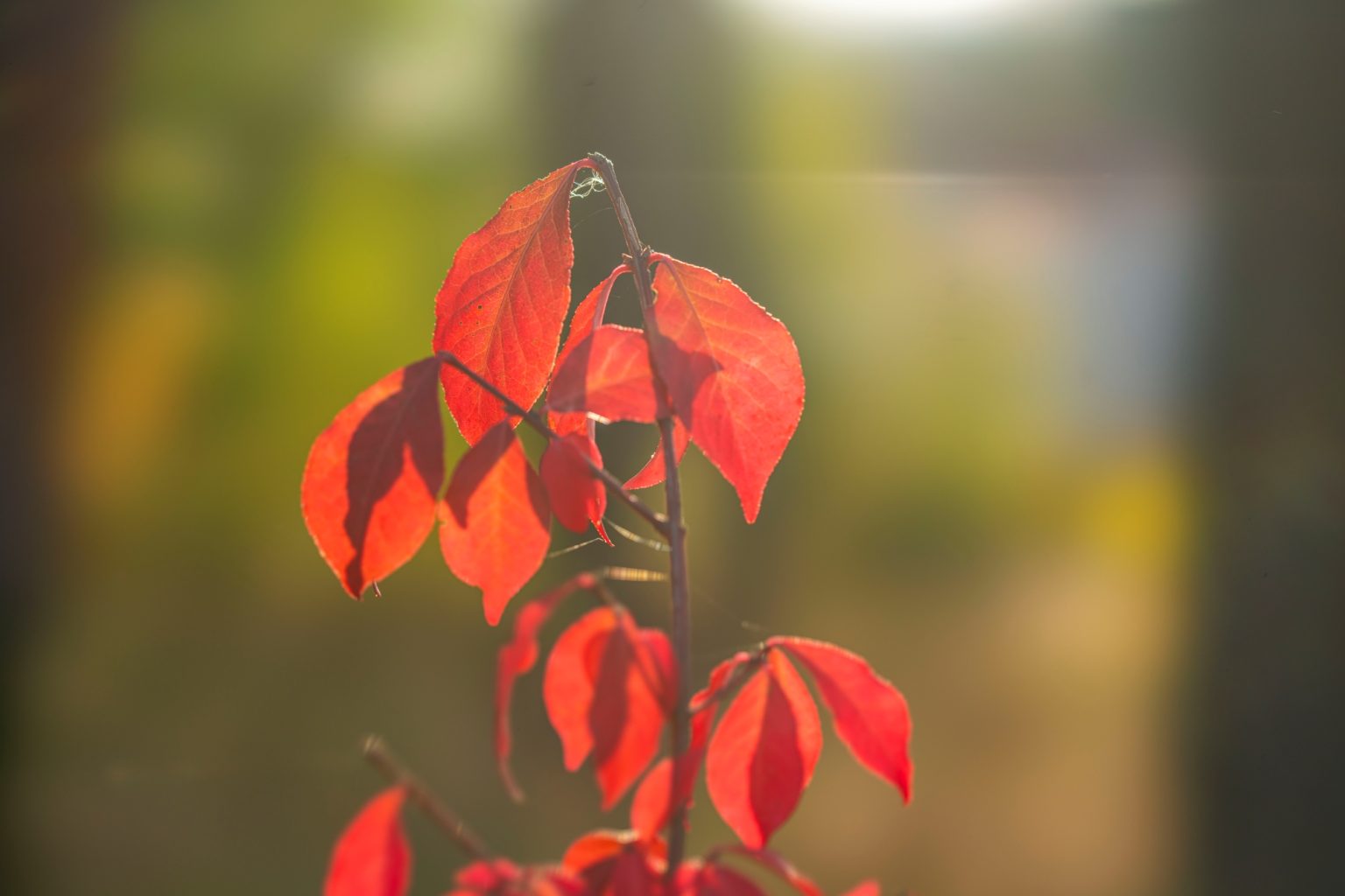 Batch Sony FE 100mm F2.8 STF Dsc9988 Batch sony fe 100mm f2.8 stf dsc9988