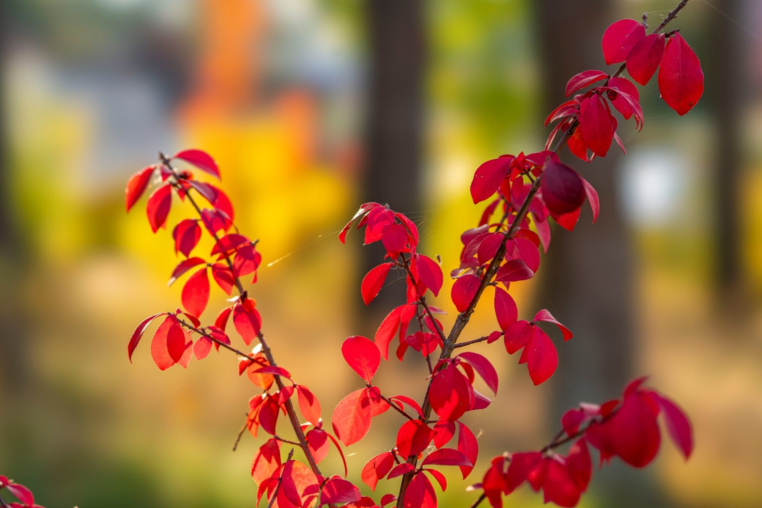 Batch Sony FE 100mm F2.8 STF Dsc9998 Batch sony fe 100mm f2.8 stf dsc9998