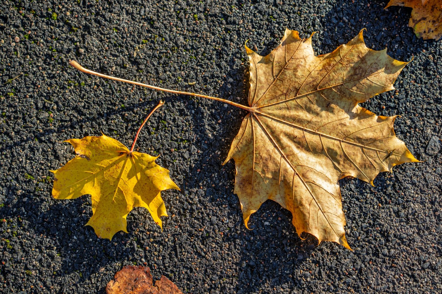Batch Sony Sonnar55mm F1.8 ZA Dsc0932 Batch sony sonnar55mm f1.8 za dsc0932