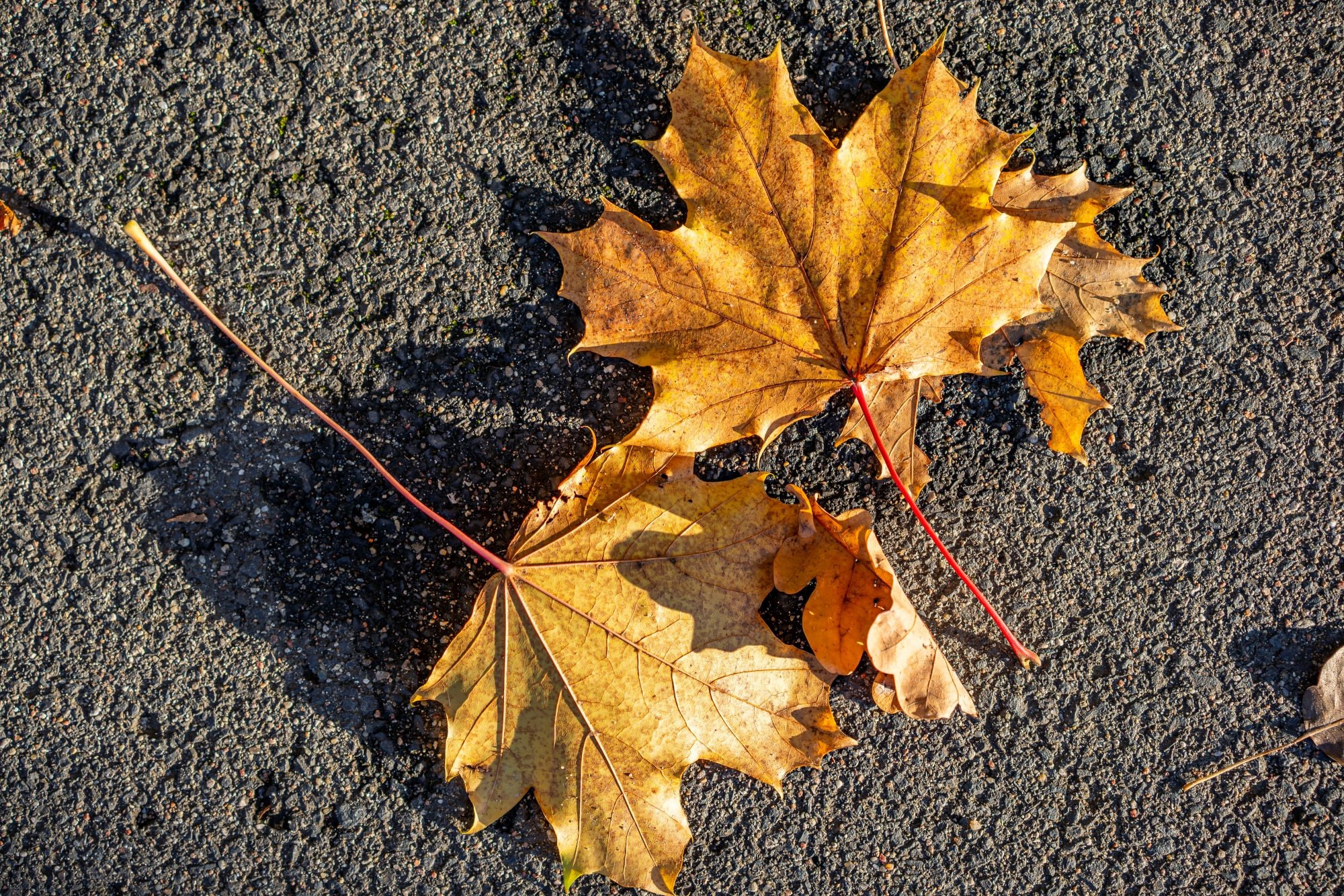 sony-fe-sonnar-55mm-f18-test-2025 1