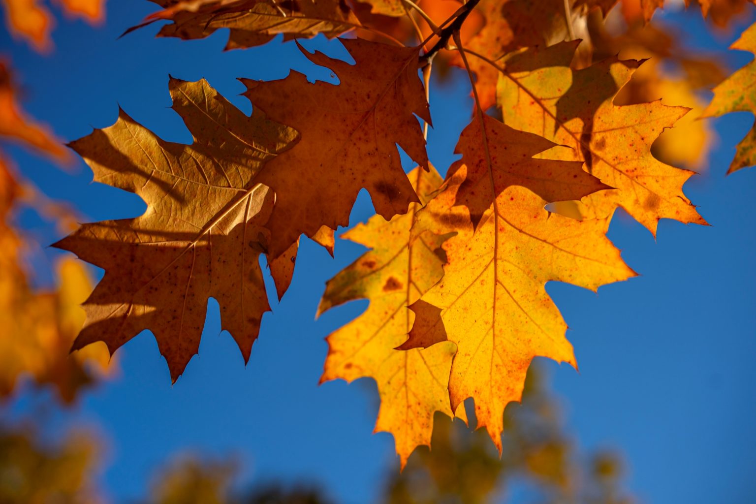 Batch Sony Sonnar55mm F1.8 ZA Dsc0937 Batch sony sonnar55mm f1.8 za dsc0937