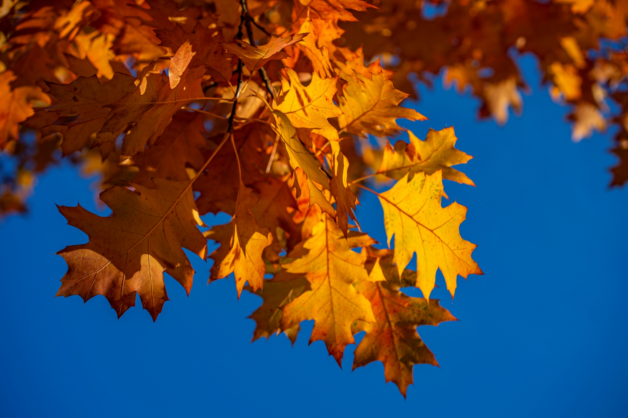 sony-fe-sonnar-55mm-f18-test-2025 2