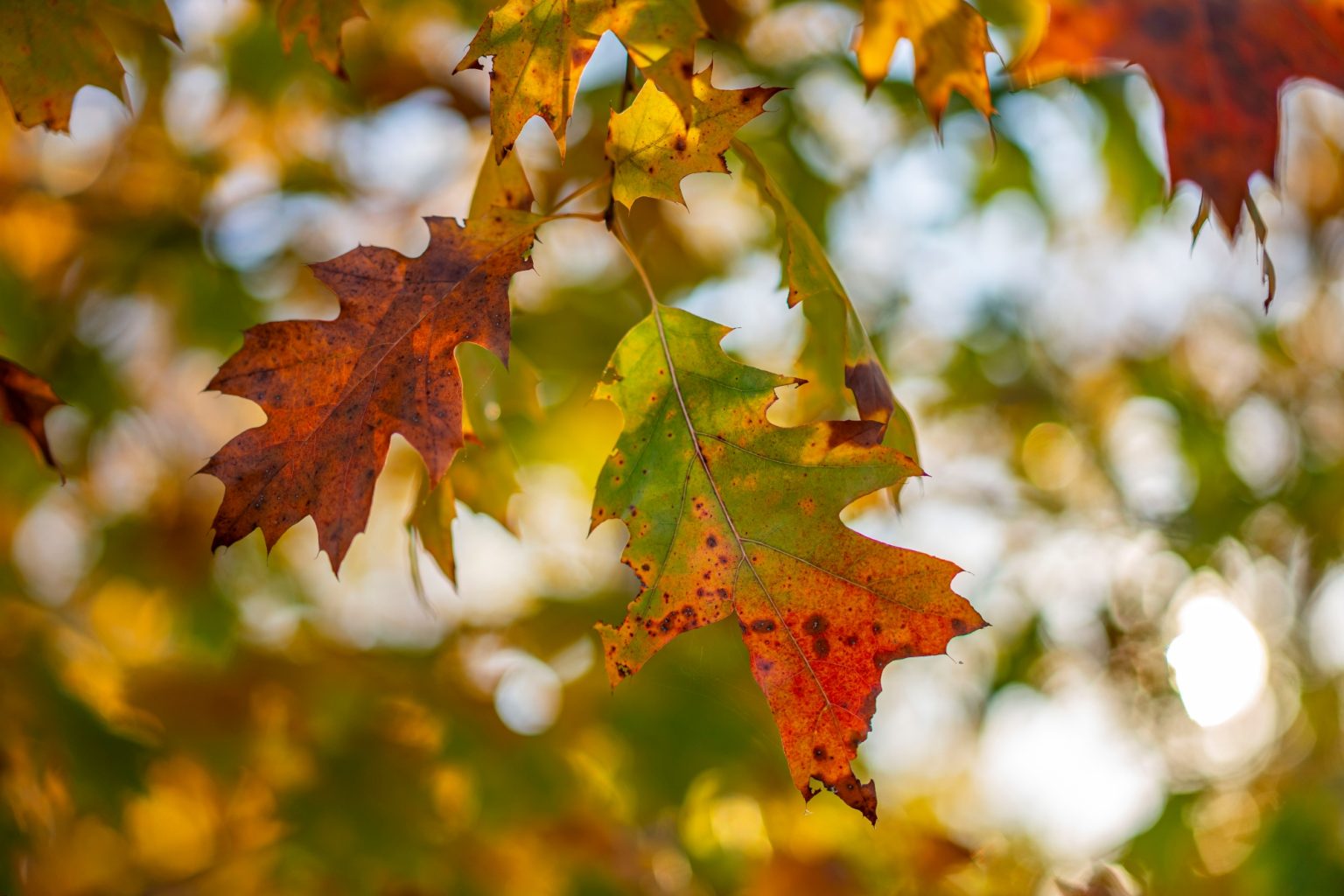 Batch Sony Sonnar55mm F1.8 ZA Dsc0942 Batch sony sonnar55mm f1.8 za dsc0942