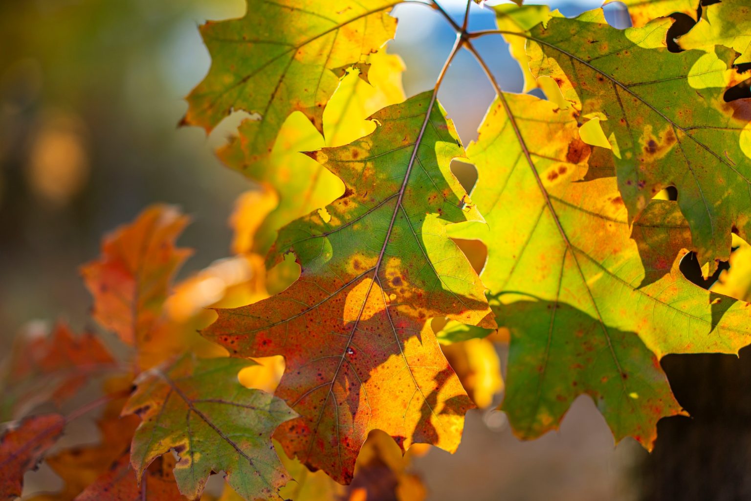 Batch Sony Sonnar55mm F1.8 ZA Dsc0943 Batch sony sonnar55mm f1.8 za dsc0943