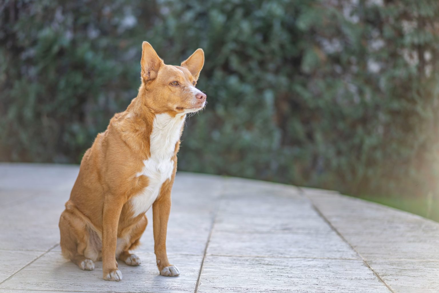 Batch Sony Sonnar55mm F1.8 ZA Dsc9664 Batch sony sonnar55mm f1.8 za dsc9664