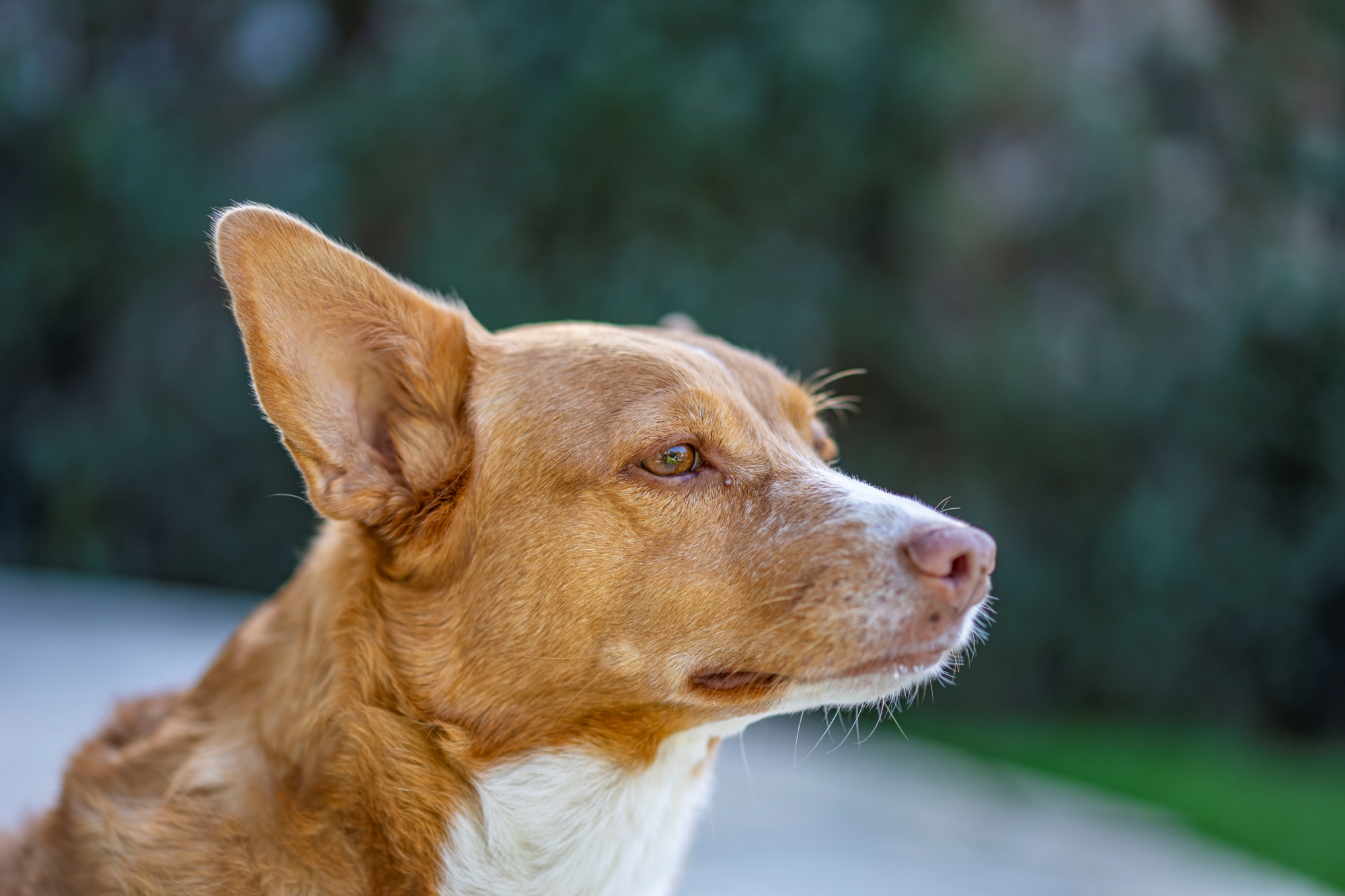 sony-fe-sonnar-55mm-f18-test-2025 4