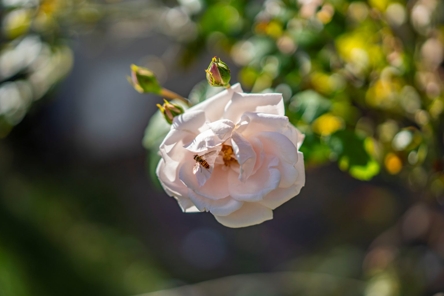 Batch Sony Sonnar55mm F1.8 ZA Dsc9694 Batch sony sonnar55mm f1.8 za dsc9694