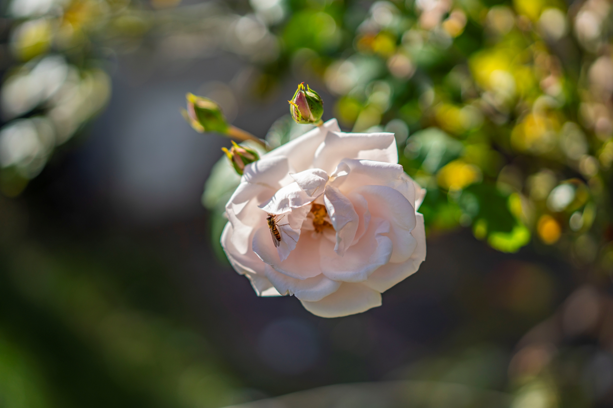 sony-fe-sonnar-55mm-f18-test-2025 5