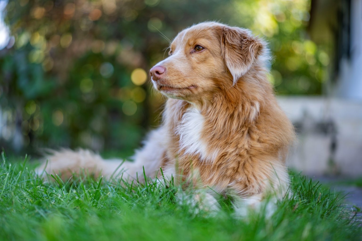 Batch Sony Sonnar55mm F1.8 ZA Dsc9721 Batch sony sonnar55mm f1.8 za dsc9721