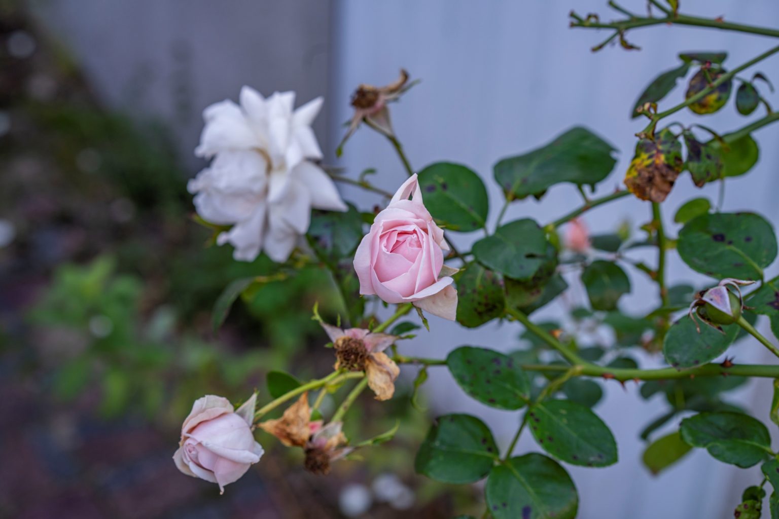 Batch Sony Sonnar55mm F1.8 ZA Dsc9748 Batch sony sonnar55mm f1.8 za dsc9748