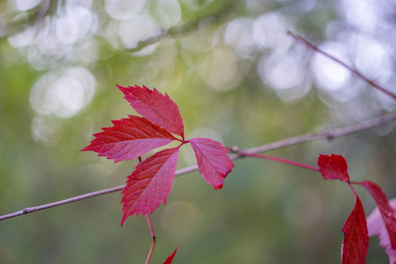 Batch Sony Sonnar55mm F1.8 ZA Dsc9751 Batch sony sonnar55mm f1.8 za dsc9751